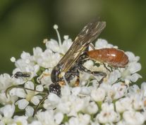 Snyltehveps tryphon rutilator 